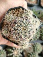 ซัลคอลรีบูเทีย จีโร เซนิลิส  Sulcorebutia Gero Senilis ดอกสีชมพูบานเย็น หนามขาว