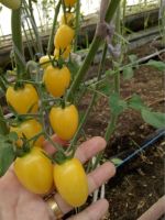 เมล็ดพันธุ์ มะเขือเทศ เชอร์รี่ สวีทบอย (Yellow tomato cherry sweet Boy seed )บรรจุ 10เมล็ด รสหวาน