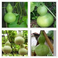 เมล็ดพันธุ์ น้ำเต้าเซียน (Bottle Gourd Seed) บรรจุ 5 เมล็ด ผลอ่อนใช้ประกอบอาหาร ผลแก่ใช้ทำเครื่องประดับ ของราง