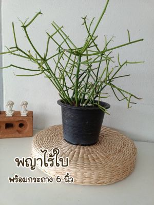 ต้นพญาไร้ใบ พร้อมกระถาง