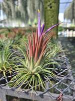 varstricta(สัปรดอากาสดอกสีม่วงเปลี่ยนสีตามแสงและภูมิอากาศ)ไม้อิงอาศัย