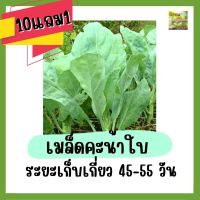 เมล็ดพันธุ์คะน้าใบ เมล็ดคะน้าใบ 300 เมล็ด เมล็ดพันธุ์ผักสวนครัว ปลูกผักสวนครัว อัตราการงอกสูง