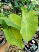 colocasia lemon lime gecko สุดยอดของความงาม เหมาะสำหรับปลูกตกแต่งบ้าน สวน น้ำตก