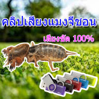 เสียงต่อ แมงจีชอน  แฟลชไดรฟ์ เสียงดี ชัดแจ๋ว100% เข้าแน่นอน