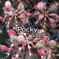 เมล็ด Pocky (ป๊อกกี้) เก็บใหม่ๆสดๆจากในสวน.