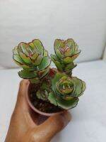 กุหลาบหิน คาลันโช ลาซิฟลอร่า Kalanchoe laxiflora