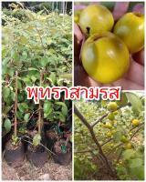 พุทราสามรส ต้นพันธุ์ทาบกิ่งสูง 40-50 ซม. ปลูกง่าย โตเร็ว 1 ปีติดผล พันธุ์แท้ 100%