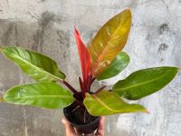 ฟิโล ปริ้นออเรนต์ Philodendron “Prince of Orange “ กระถาง 4”