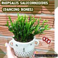 ??Rhipsalis salicornioides (Dancing Bones) ดอกสีเหลือง พร้อมส่งในกระถาง 3 นิ้ว กอแน่นๆจ้า ต้นไม้ส่งตรงปกค่ะ ??