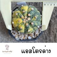 แอสโตร พอต ลูกด่าง คละหน้า แอสโตรแบบสุ่ม แอสโตรพอต 2 นิ้ว ด่าง