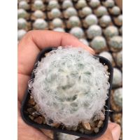 Mammillaria plumosa พลูโมซา แมมขนนกขาว#กระบองเพชร#ตะบองเพชร#พืชทนแล้ง#ไม้หายาก#ไม้ Minimal # ประดับสวน ตกแต่งคอนโด cactus