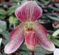 Paph.callosum HY.529 x Paph.concolor6204 กล้วยไม้รองเท้านารีลูกผสมดอกน่ารักมากค่ะขนาดที่ขายเป็นกระถาง 2 นิ้ว