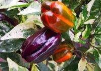 เมล็ดพันธุ์พริกด่าง สคาร์เลต ชิลลี่ เปปเปอร์ Scarlet Variegated Pepper  เมล็ดพันธุ์แท้นำเข้าจากต่างประเทศ คุณภาพดี