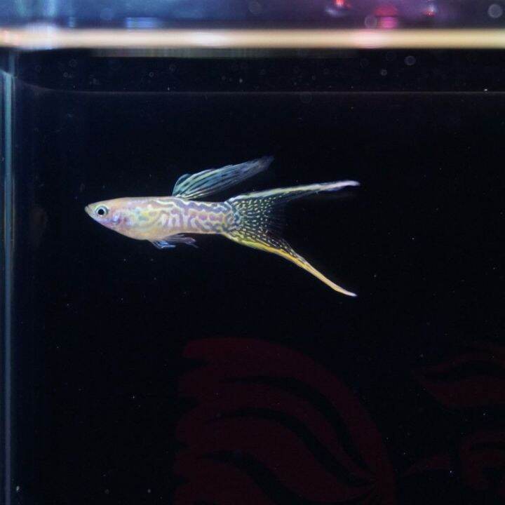 double tail yellow lace guppy pair Lazada