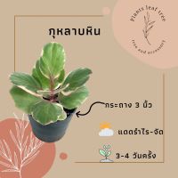 ต้นกุหลาบหิน ไม้มงคล กระถาง 3 นิ้ว