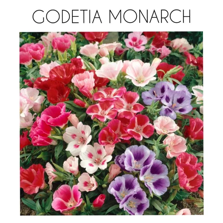 GODETIA MONARCH flower seeds Lazada PH