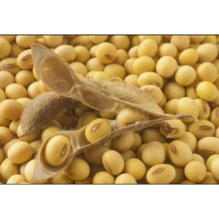 1kg benih biji kedelai siap semai//biji super | Lazada Indonesia