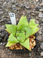 Haworthia Hybird Thailand กระถาง 2 นิ้ว (ส่งทั้งกระถาง) รหัสLa161-170