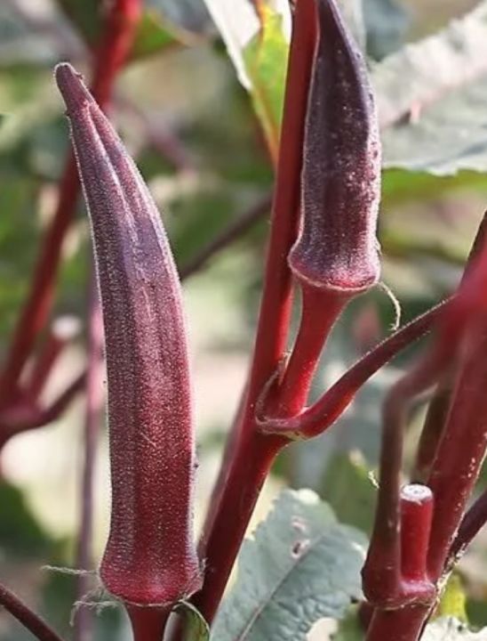 กระเจี๊ยบมอญ-okra-seeds-กระเจี๊ยบ-เขียว-แดง-เมล็ดพันธุ์กระเจี๊ยบมอญ-ผลดก-กรอบ-กระเจี๊ยบแดงบรรจุ-5-เมล็ด-กระเจี๊ยบเขียวบรรจุ-10-เมล็ด