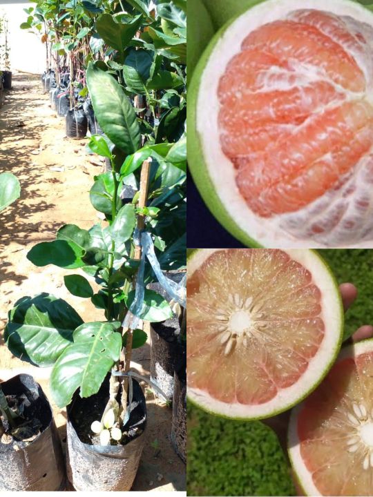ต้นส้มโอทองดี เป็นส้มโออีกพันธุ์หนึ่ง ที่มีคนรับประทานมาก ด้วยรสชาติที่หวานถูกปาก เนื้อกุ้งฉ่ำน้ำ แต่ไม่เละ ลักษณะของส้มโอทองดี ผลจะใหญ่มาก 