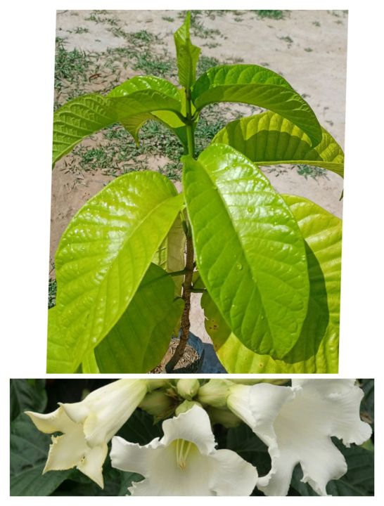 ต้นหิรัญญิการ์-ดอกใหญ่สีขาวกลิ่นหอม-เป็นไม้เลื้อย