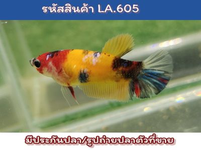 ปลากัดนีโม่ เพศเมีย สีสดไข่แน่นพร้อมรัด ขนาด1.4-1.5นิ้ว