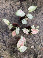 Caladium ? ต้นบอนสี #ของขวัญ ส่งทั้งกระถาง 3.5 นิ้ว