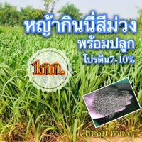 กินนี่ เมล็ดกินนี่สีม่วง 1 กิโลกรัม(คัดเมล็ดเกรดส่งออก)