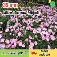 เมล็ดพันธุ์ ดอกอีฟนิ่งพริมโรส ชมพู บรรจุ 500 เมล็ด