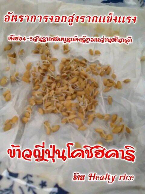 เมล็ดพันธ์ุข้าวญี่ปุ่นโคชิฮิคาริจำนวน5900เมล็ด100กรัม