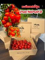 เมล็ดพันธุ์มะเขือเทศ puchipuyo(ชุด30เมล็ด)