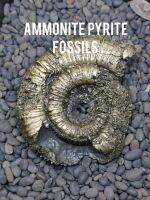 ? ฟอสซิล แอมโมไนต์ ไพไรต์ ผิวหยัก 
( Ammonite Pyrite Fossils ) แหล่ง ฝรั่งเศษ

⛏️ ฟอสซิลแอมโมไนต์ขนาดค่อนข้างใหญ่กว่าปกติถูกแทรกด้วยแร่ไพไรต์จนเป็นสีทองทั้งชิ้น