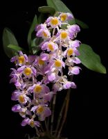 เอื้องมอนไข่เวียดนาม Dendrobium amabile ดอกชมพู หายาก ต้นใหญ่ ดอกใหญ่