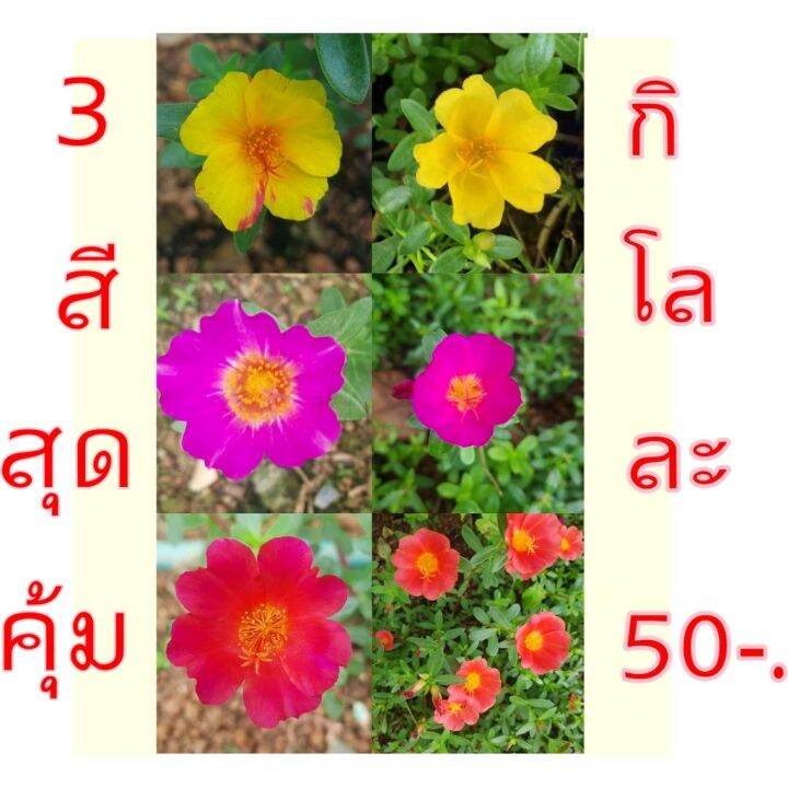 3สี-สุดคุ้ม-50-บาทต่อ-1กิโลกรัม-กิ่งคุณนายตื่นสายดอกถ้วยชั้นเดียวสีสด