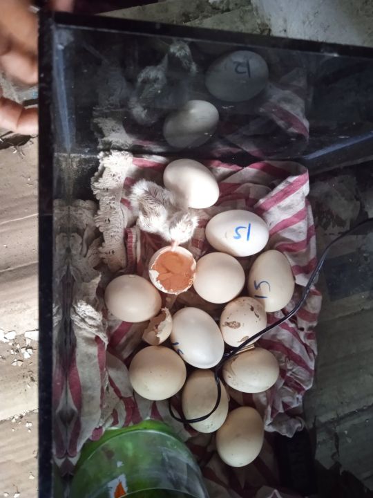 ตู้ฟักไข่-รับรองได้ผลจริงโดยทีมงานพันธ์พืชการเกษตร-ใช้งานฟักได้-ไก่-นก-เป็ด-ห่าน-และสัตว์ออื่น