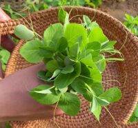 Microgreen เมล็ดถั่วกินยอดอ่อน นำเข้า