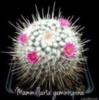 Mammillaria geminispina เจมินิสไปนา แมมหนามเม่น