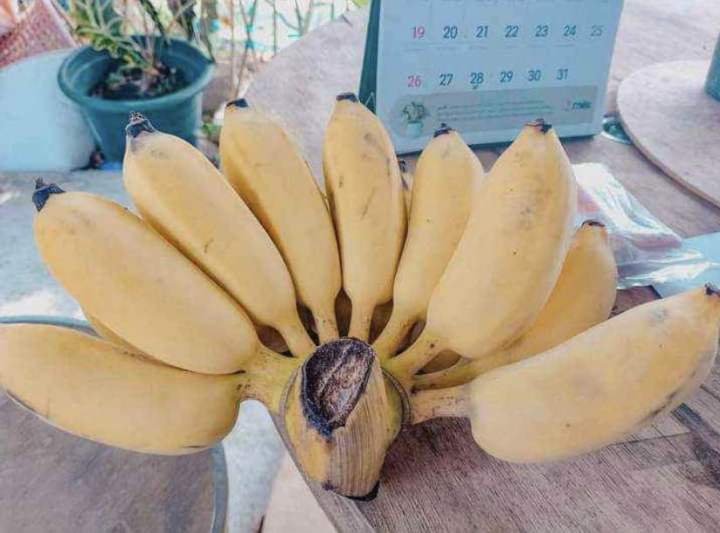 หน่อกล้วยน้ำว้าปากช่อง50-สายพันธุ์ปากช่อง50แท้100-ลำต้นสูงให้ผลผลิตสูง-เครือใหญ่-ผลผลิตมากกว่า-10-หวี