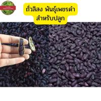 เมล็ดพันธุ์ถั่วลิสง พันธุ์เพชรดำ 100เมล็ด50บาท สำหรับปลูก ถั่วดินดำ ถั่วลิสงดำ