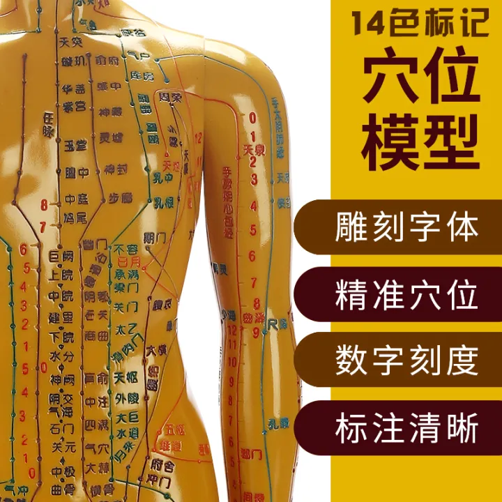 Traditional Chinese Medicine Acupuncture Acupuncture Point Human Body