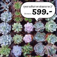 กุหลาบหิน ไม้อวบน้ำ ราคาส่ง ยกถาด ขนาด 2.5” 35 กระถาง 599.-