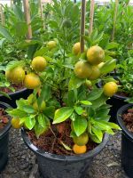 ต้นส้มจี๊ด ไม้มงคล ส้มจี๊ดมังกรทอง (Citrus japonica Thunb) ส้มสีทอง กระถาง 11 นิ้ว สูง 35-40 ซม. ติดลูกเป็นพุ่ม  ไม้มงคลเรึยกทรัพย์ ไม้มงคล ปลูกตามหลักฮวงจุ้ยจีน หลักฮวงจุ้ยจีนแล้วเชื่อกันว่า ส้มจี๊ด สามารถดึงดูดเงินทองความโชคดี และความเจริญรุ่งเรือง