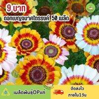 ถูกที่สุด 9 บาท ดอกเบญจมาศไตรรงค์ คละสี บรรจุ 50 เมล็ด