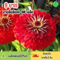 9 บาท เมล็ดพันธุ์ ดอกบานชื่นกลีบซ้อนสีแดง