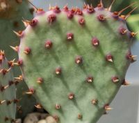 Santa Rita Cactus Opuntia โอพันเทีย ซานต้าริต้า