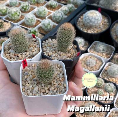 [ MAMM4 ] แมมมิลลาเรีย มากัลลานิอาย Mammillaria Magallanii ไม้เมล็ด ไม้ชำหน่อ แคคตัส กระบองเพชร ไม้อวบน้ำ ต้นไม้