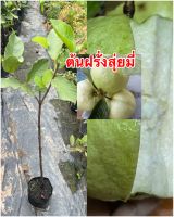 ต้นฝรั่งสุ่ยมี่กิ่งตอน ต้นพันธุ์แบบกิ่งตอนรากเดินความสูง50-60เซนติเมตร