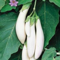 เมล็ดพันธุ์ มะเขือยาว ขาว มาเลย์( eggplant white malay seed )  บรรจุ 10 เมล็ด อร่อยมาก