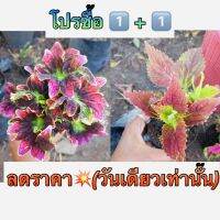 โปร 1️⃣ แถม 1️⃣ ฟรี ?ฤาษีผสม เป็นไม้พุ่มอายุประมาณ 2 ปีต้นลำต้นและกิ่งก้านเป็นเหลี่ยมทุกส่วนอวบน้ำ ใบเดี่ยวออกตรงข้ามกันเป็นรูปไข่-รูปรี มีสี ลวดลาย แตกต่างกันมากว่า100 สี จัดส่งทั้งกระถาง3 นิ้ว รากเดินดี