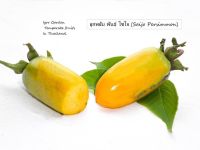 ต้นพลับญี่ปุ่น พันธุ์ ไซโจ （さいじょう / Saijo Persimmon )  พันธ์แท้ มีจำนวนจำกัด  ราคาเพียง 299 บาท/ขนาดสูง 50 - 60 ซม.